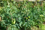 Il primo negozio “Ortofrù”