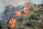 Incendi boschivi record: 75.000 ettari in fumo in 7 mesi