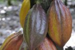 Cacao in Costa D'Avorio, Fairtrade risponde alle accuse di Rai3